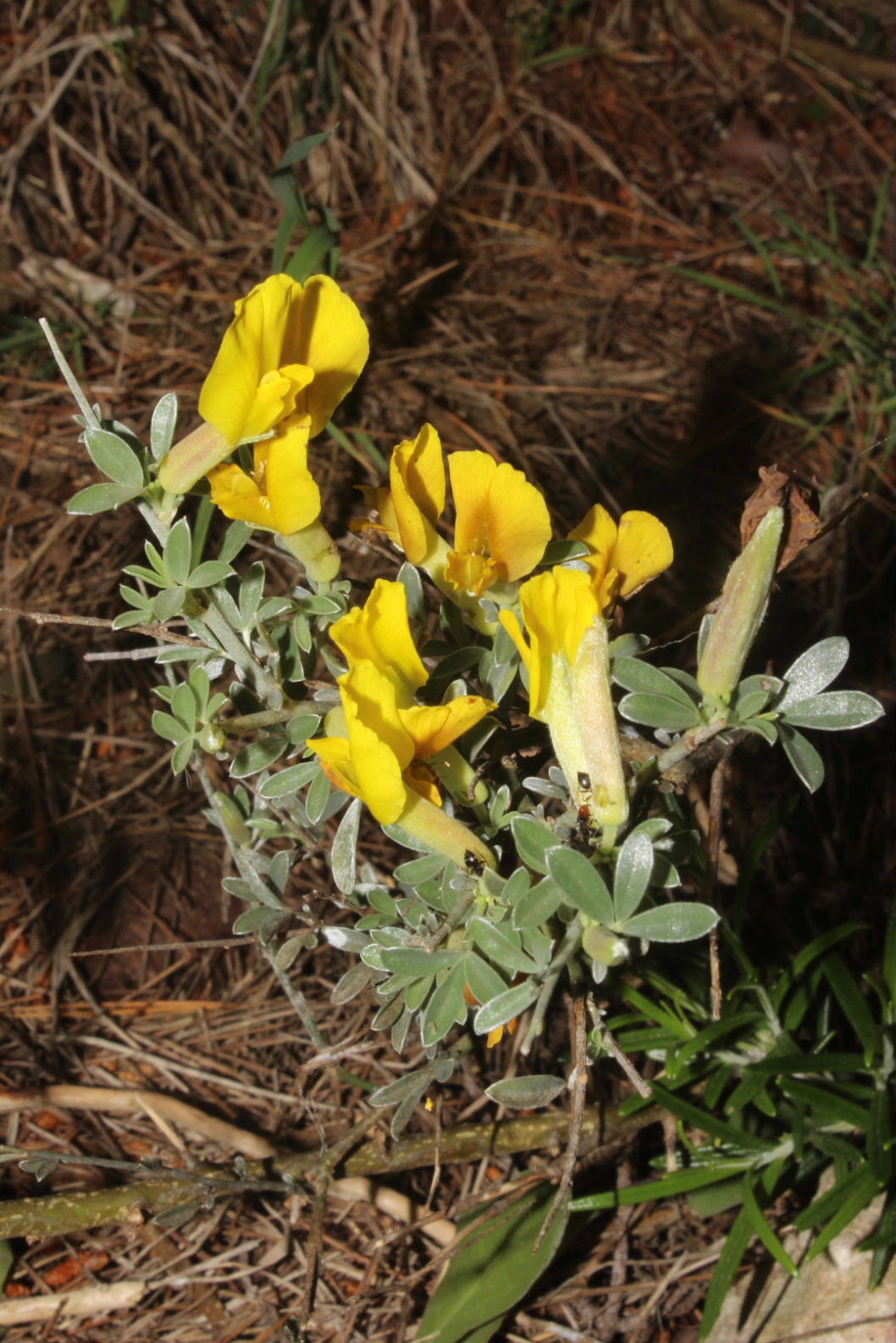 Cytisus spinescens / Citiso spinoso